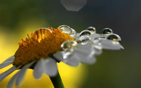 Flowers With Dew Drops Wallpapers High Quality Download Free