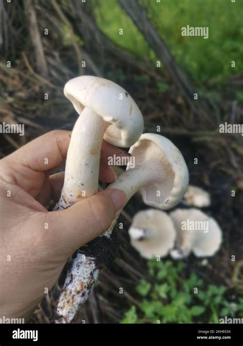 Wild Large White Leucopax Mushrooms On The Ground Stock Photo Alamy