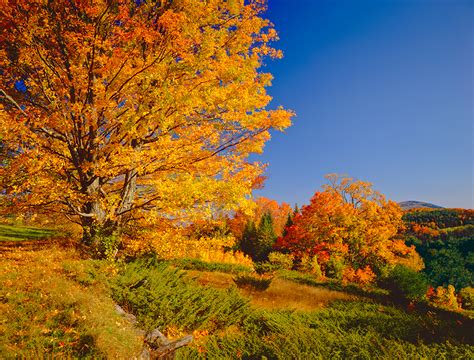 Where Are The Most Maple Trees In Vermont Happy Vermont