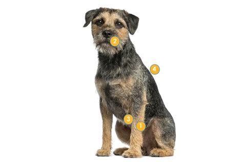 Guide To Border Terriers Breeds Community Scratch And Patch