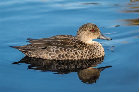 Australian Ducks Australias Wonderful Birds