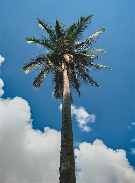 Choose from 3200+ coconut tree graphic resources and download in the form of png, eps, ai or psd. Low angle photography of coconut palm tree under blue sky ...