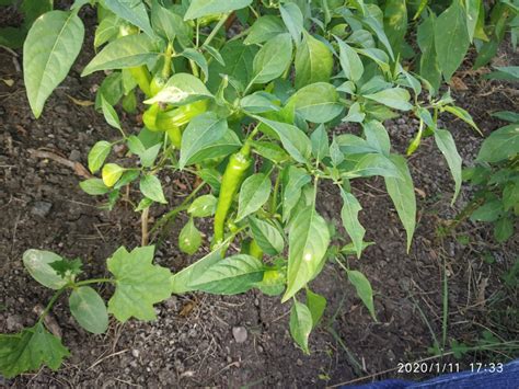 Green Chilli Plant Photo Free Download Pgclick Free Photos For