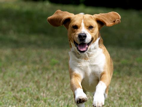 9 Science Backed Reasons To Own A Dog Sciencealert