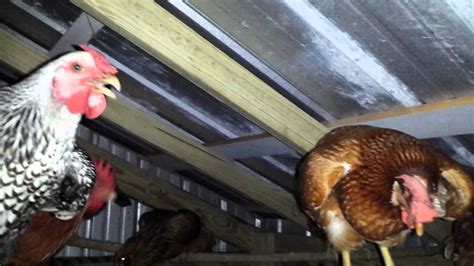 Backyard Chickens Rule The Roost Youtube