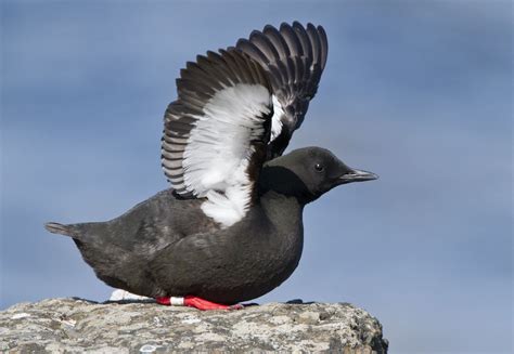 Black Guillemot | Animals, Birds, Bird