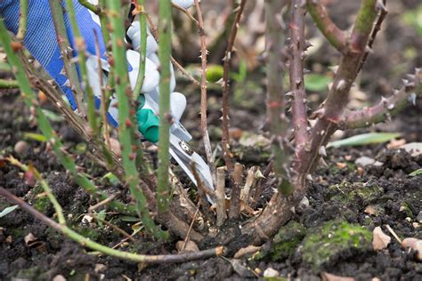 Bush roses should be pruned back 50% and no more. How to prune rose bushes - Which? Gardening Helpdesk