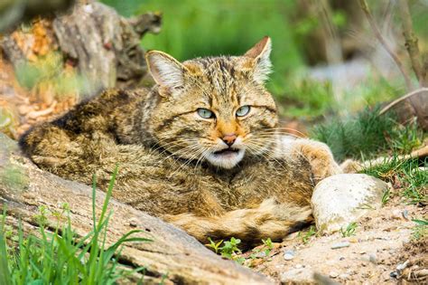 European Wildcat Wild Cats Cats Feline