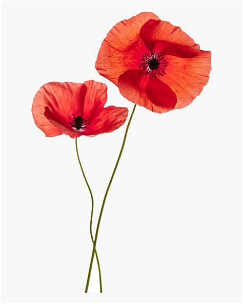 Common Poppy Flower Stock Photography Remembrance Poppy Transparent