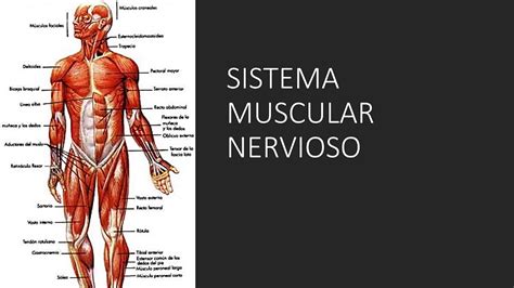Sistema Muscular Nervioso Ciencias Grado Ppal Youtube