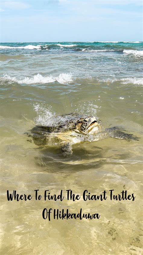Turtle Beach In Sri Lanka A Complete Guide Hikkaduwa Asia Travel