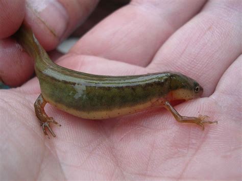 Imagen gratis rayas tritón salamandra Notophthalmus perstriatus