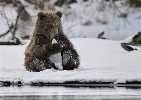 Its Playtime Cute Animals Playtime In The Snow