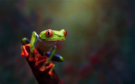 Green Frog Animals Frog Amphibian Red Eyed Tree Frogs Hd Wallpaper