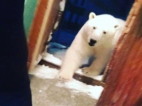 Russian Town Declares Emergency After 52 Polar Bears Attack Locals