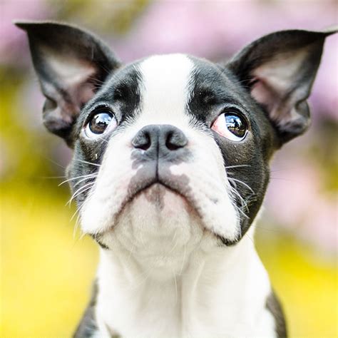 49 Boston Terrier Puppies For Sale California Pic Bleumoonproductions