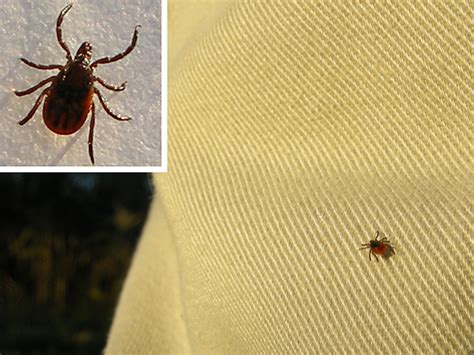 New England Wildlife Blacklegged Tick And Lyme Disease