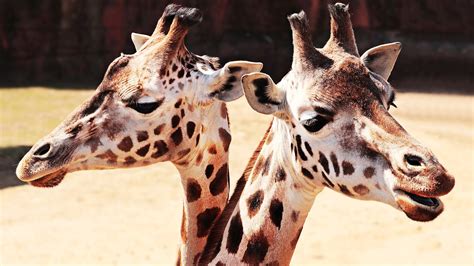 Giraffes Animal Mammal Free Photo On Pixabay