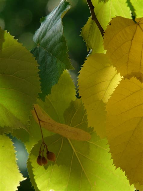 Липа Дерево Листья Осенью Фото Telegraph