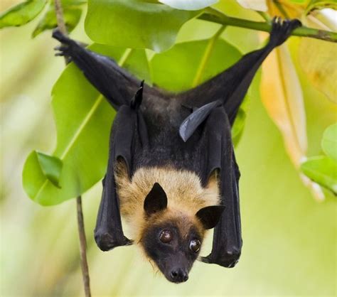 Why Do Bats Hang Upside Down From Tree Brances My Qa Corner