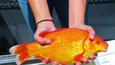 Photos Super Sized Goldfish Invade Lake Tahoe