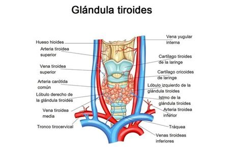 Histología De La Glándula Tiroides Anatomía Embriología