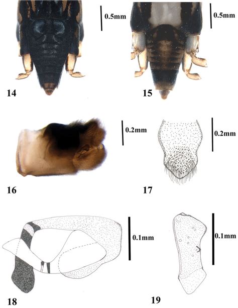 Onychotrechus Dooarsicus Sp N 14 Abdominal Tergites Of Female 15