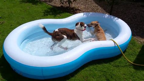 Wading pool / ˈweɪdɪŋ ˌpul / arabic : Lurchers having fun in the paddling pool - YouTube