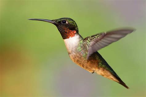 Hummingbirds In Oklahoma The 8 Beautiful Species In This State