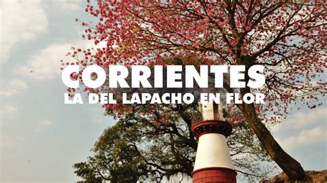 Corrientes En Primavera La Del Lapacho En Flor Youtube