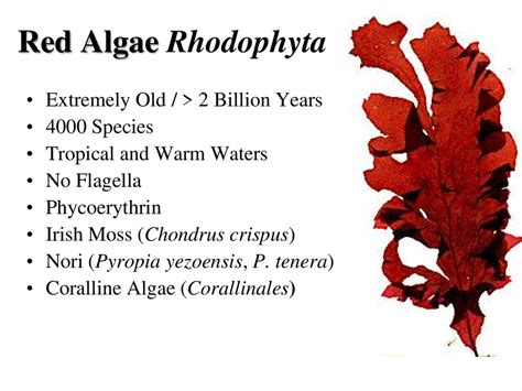 Algae Characteristics Online Presentation