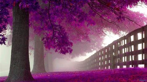 Purple Trees Bing Images The Greatest Artist I Know Is God