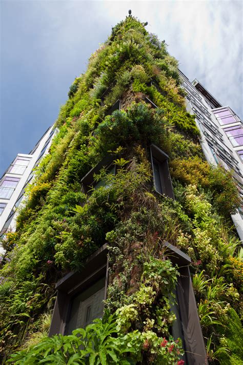 Green Living Wall Free Stock Photo Public Domain Pictures