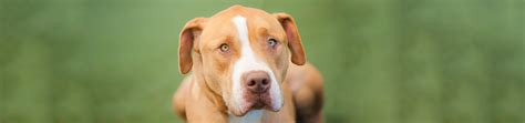 How to apply for an rdol. Dog Licensing | San Diego Humane Society
