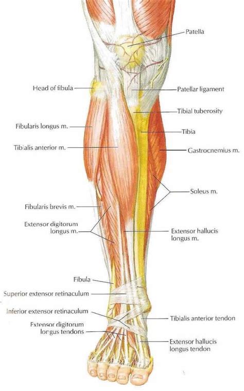 Calf Anterior Muscle Anatomy Anatomy Organs Human Body Anatomy