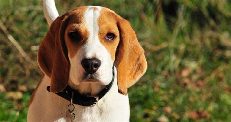 Les chiens, canadian rock band. Chien Beagle : caractère, dressage, santé et alimentation