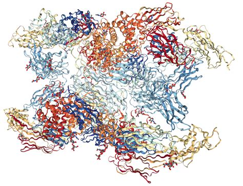 Alpha 2 Macroglobulin Protein Overview Sino Biological