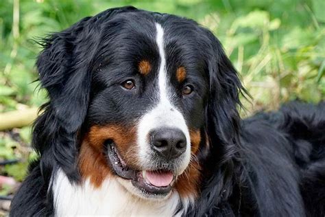 Berner Sennenhund Steckbrief Charakter Haltung Pflege