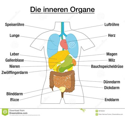 By admin|published 25 jul 2019. Innerer Organ-schematisches Diagramm-Deutscher Vektor ...