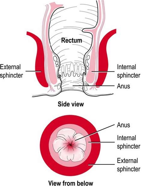 leaflet sphincter exercises sirona care and health
