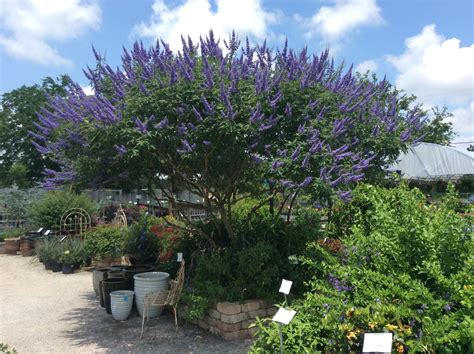 Vitex Chaste Tree Montrose Purple 3g Growers Outlet Willis Texas Growers Outlet Willis Texas