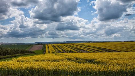 Yellow Flowers Plants Field Slope Green Trees Under White Clouds Blue