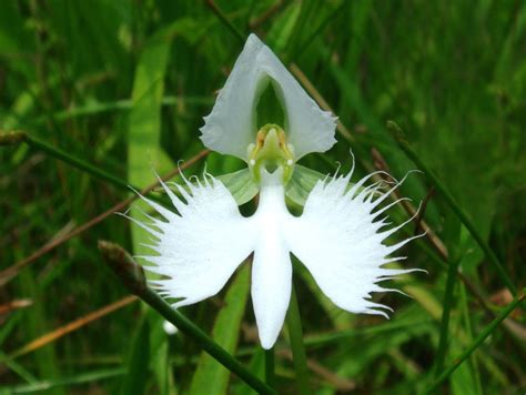 Facts About The White Egret Orchid Orchids Plus