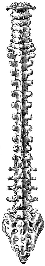 The human being, just like most other animals, has two pairs of limbs: Back View of Vertebral Column | ClipArt ETC