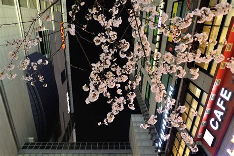 Free Download Hd Wallpaper South Korea Seoul Nowon Gu Cherry Blossom Hanging Decoration