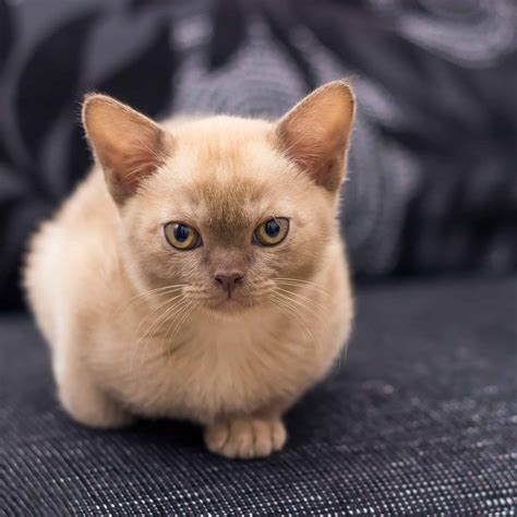 Lilac Point Siamese Cats Cat Breed Info Feline Living