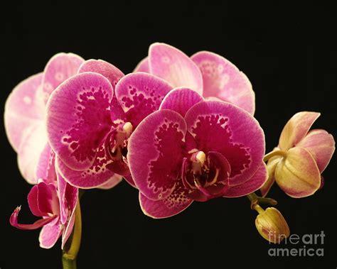 Magenta Orchids Photograph By J Isaac Maurer Art Fine Art America