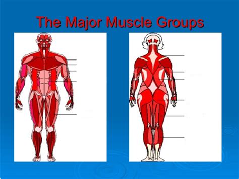 Major Muscle Groups Practice Diagram Quizlet