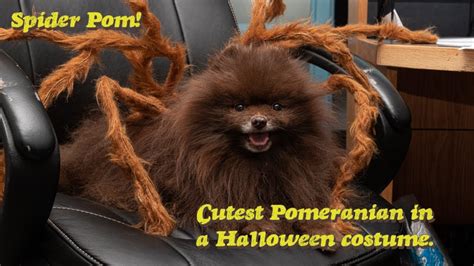 Spider Pom Pomeranian In A Halloween Costume Youtube