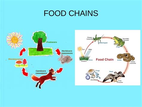 The reason for this seems pretty straightforward. Food chains